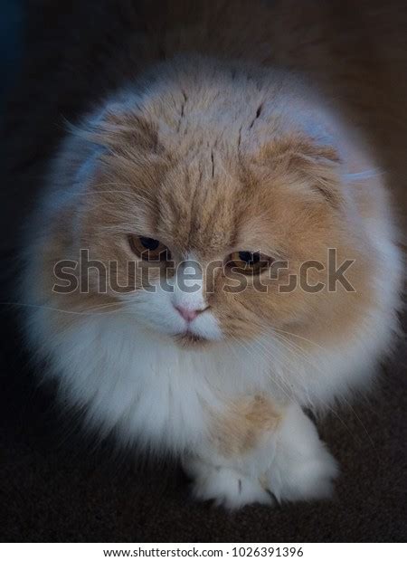 Furry Scottish Fold Breed Cat Stock Photo 1026391396 Shutterstock