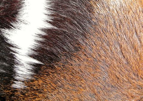 Free Images Texture Fur Brown Mane Wool Material Close Up