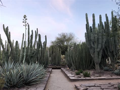 The Desert Botanical Garden Phoenix, AZ Follow for succulent & cacti