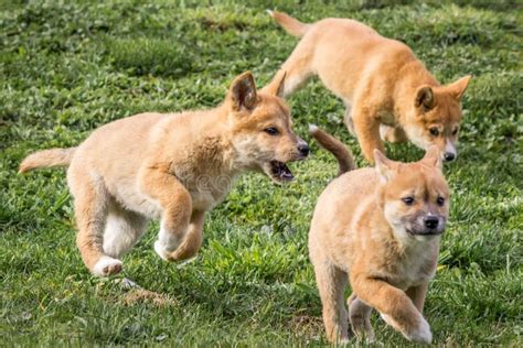 Purebred Dingo Puppy Victoria Australia August 2018 Stock Photo