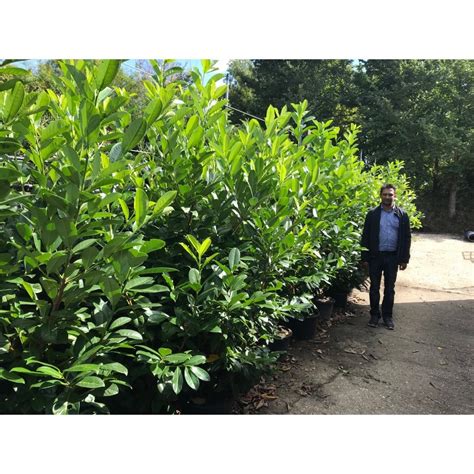 Laurel Hedge Plants  Laurel Hedging (Prunus laurocerasus) Plants