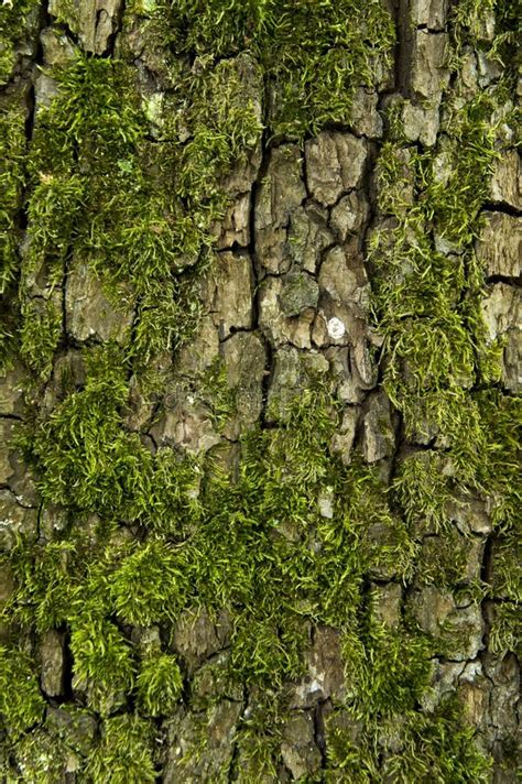 Tree Bark And Moss Stock Image Image Of Environment 41554785