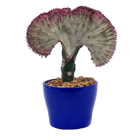 Delray Plants Coral Cactus In 4 In Flare Snorkel Blue Pot