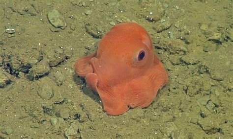 This Tiny Octopus Is So Cute Scientists Might Name It Adorabilis
