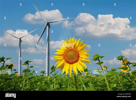 Wind Turbines Under Blue Cloudy Sky At Sunflower Field Stock Photo Alamy