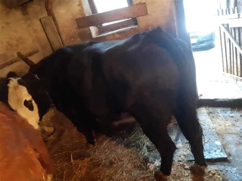 Vaca De Vânzare Budesti • Olxro