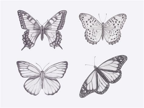 Butterfly Drawings by Jacqui Humble on Dribbble از کانال سجاد ذبیح زاده.