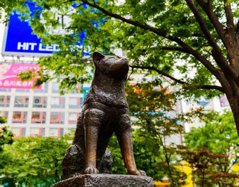 Hachikō Statue Shibuya Station Tokyo Japan Heroes Of Adventure