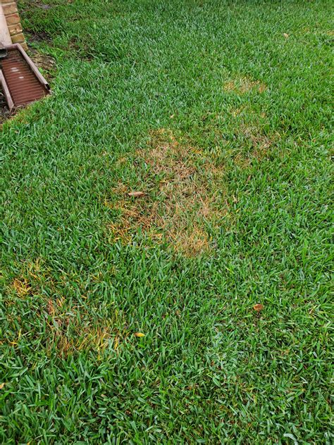 What Are These Brown Spots In My Lawn Best Pest Control Weed Control