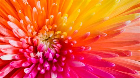 Download Wallpaper Colourful Flowers 4k Hd Nature By Maureenevans