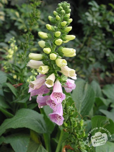 Dalmatian foxgloves produce reliable first year flowers. Foxglove Flowers, FREE Stock Photo, Image: Pink Digitalis ...