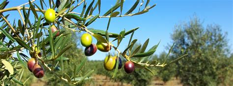 With nearly 100 years of experience and 5,000 plus michiganders served the olive tree financial group is here to serve you and your family's financial needs. The Symbolism of the Olive Tree in the Jewish Faith ...