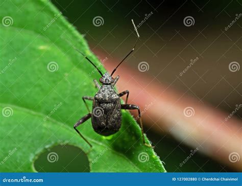 Macro Photo Of Little Shield Bug On Green Leaf Stock Photo Image Of