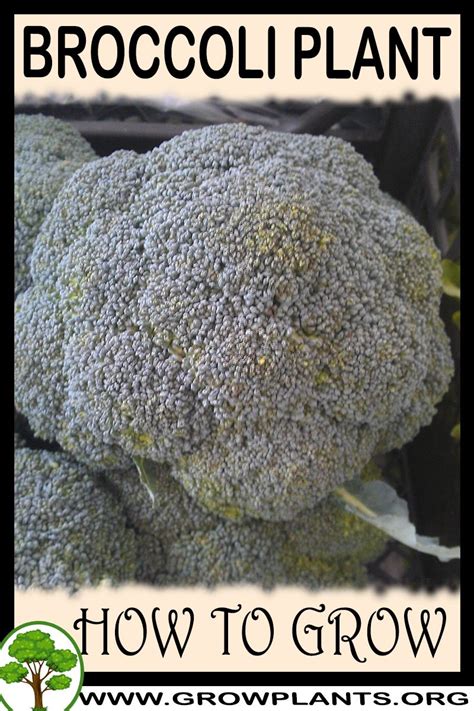 First documented in italy in the 16th century , it is chartreuse in color, and has a form naturally approximating a fractal. Broccoli plant - How to grow & care