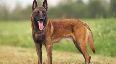 Belgian Malinois Dog Breed Info Price Characteristics Aggressiveness