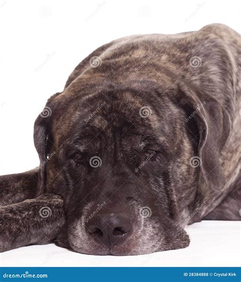 English Mastiff Dog Stock Photo Image Of Paws Cute 28384888