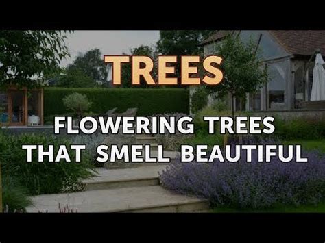 Alabama's warm, hospitable climate provides excellent growing conditions for a wide variety of flowering trees. Flowering Trees That Smell Beautiful - YouTube