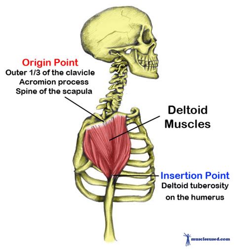 Deltoid Muscles Also Known As Delts Or Shoulder Muscles