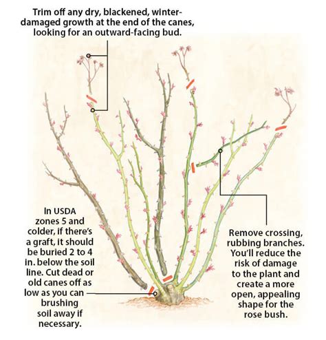 15 Most Effective Tips How To Prune Roses The Gardening Dad