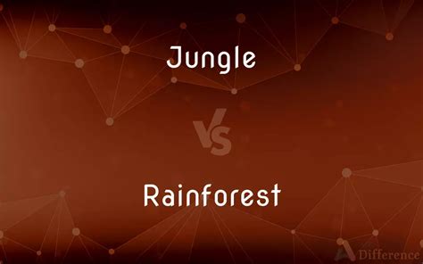 Jungle Vs Rainforest — Whats The Difference