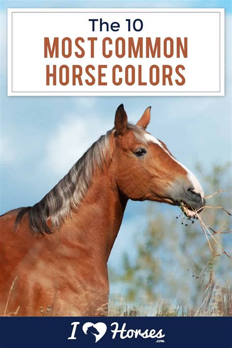 The 10 Most Common Horse Coat Colors Horses Horse Coloring Horse Facts