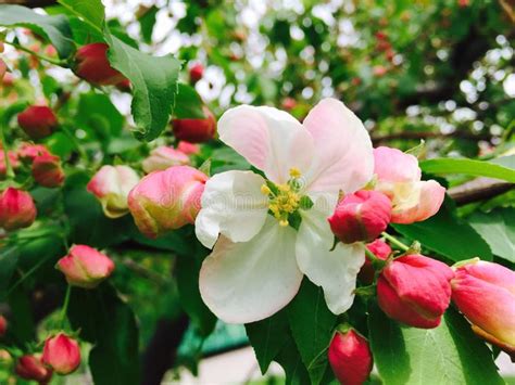 Apple Blossom Stock Photo Image Of Background Apples 11984014
