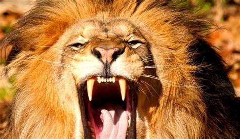 Angry Lion Hd Images Angry Lion Wallpapers Hd Background Awb
