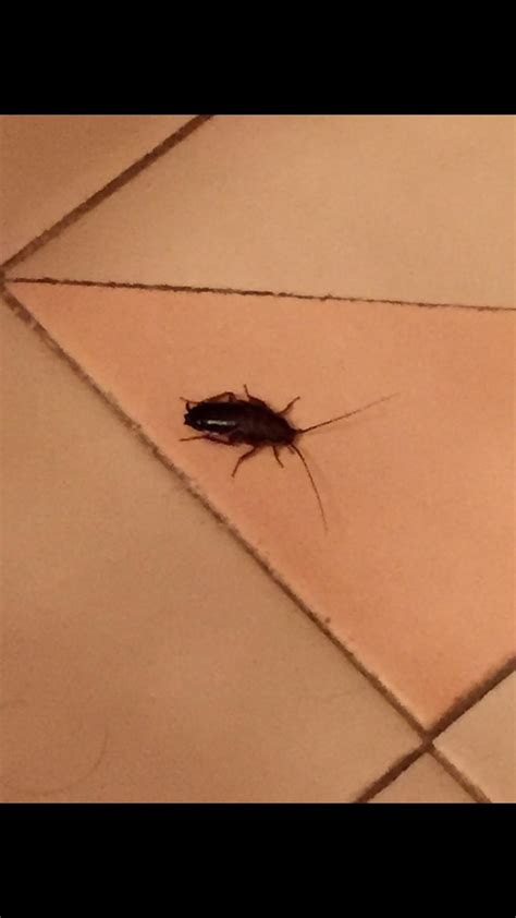 Found This Bug In My Bathroom This Morning Presumably A Beetle But