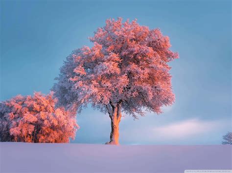 100 Pink Trees Backgrounds
