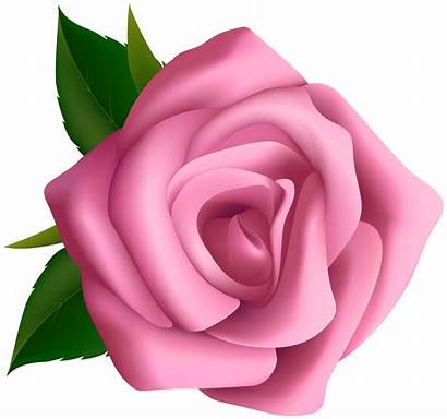 Clipart Rose Pink Roses Clipground Colorful Cliparts