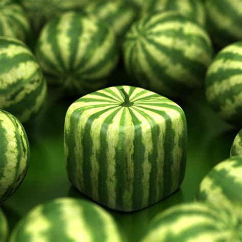 quadratische wassermelonen in japan