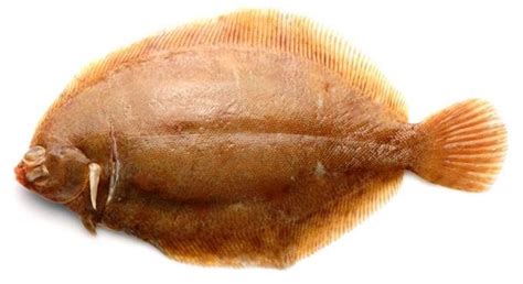 Mindste fangstmål er 26 cm. Rødtunge