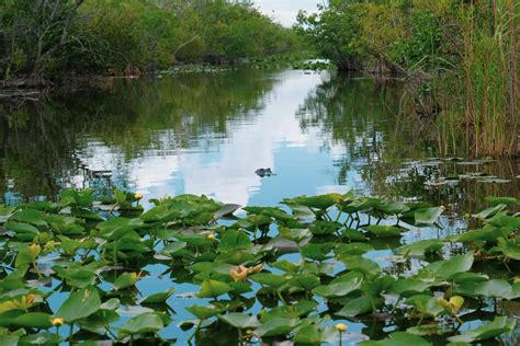 Nacionalni Park Everglades Zračni čolni Aligatorji In Druge Divje živali