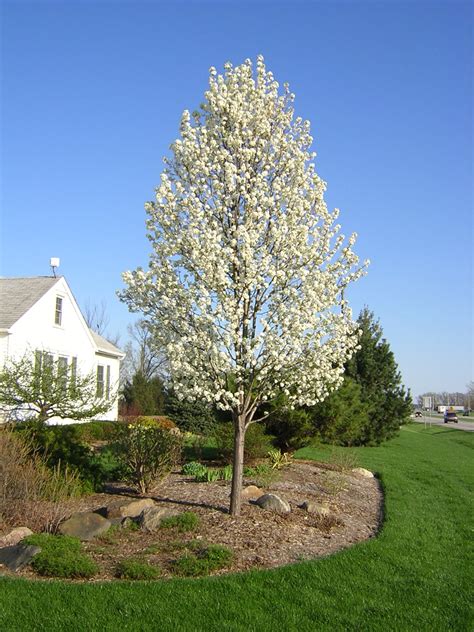 Flowering pear tree growing tree trees for front yard plants how to grow taller old fields city garden pear trees flowering trees. Pear Cleveland Select Flower, by Landmark Landscapes a ...