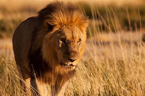 Five Fun Facts About Lions You Need To Know Conservations Nigeria