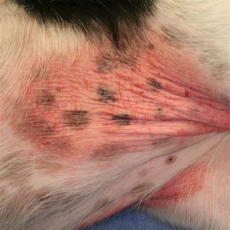 Atopic Dermatitis Photos Animal Dermatology Referral Clinic Adrc