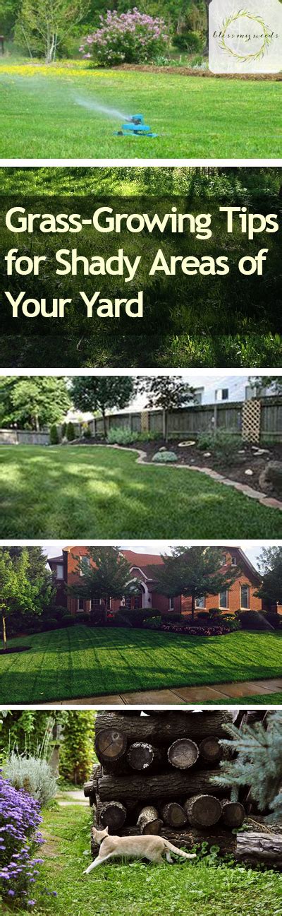 Grass Growing Tips For Shady Areas Of Your Yard Bless My Weeds