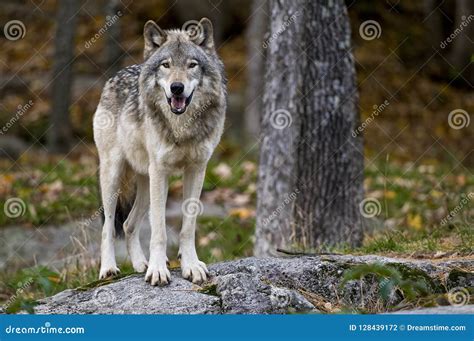 Gray Wolf Standing On Ein Felsen Stockfoto Bild Von Fallen Lügen
