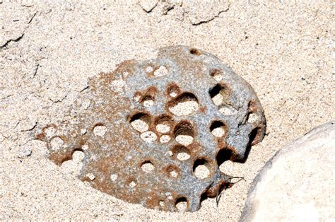 Rock With Holes Free Stock Photo Public Domain Pictures