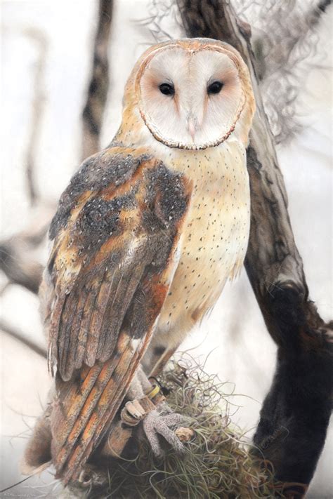 North American Barn Owl Alex Fleming Art