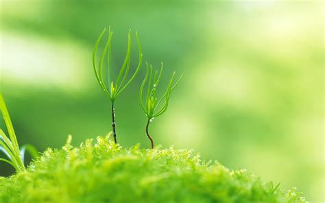 All of these green background images and vectors have high resolution and can be used as banners, posters or wallpapers. Green Nature Plants Macro Depth Wallpaper 1920x1200