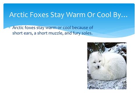 Ppt Arctic Fox Powerpoint Presentation Free Download Id2807555