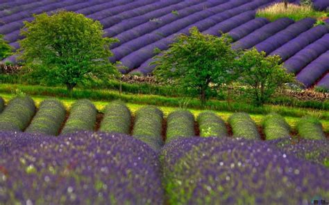 40 Lavender Fields Desktop Wallpaper On Wallpapersafari