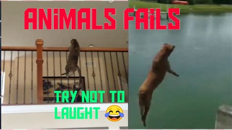 Try Not To Laugh Cutest Funny Animal Fails 2020 Videos By Laughing