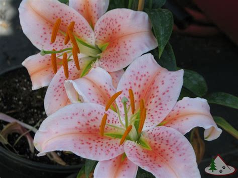 Salmon Star Oriental Lily Bulbs For Sale Fragrant