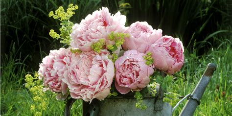 How To Say Peonies Flowers at Michael Robinson blog