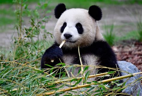 Animaux Au Zoo De Berlin Meng Meng Le Panda Attend Un Bébé