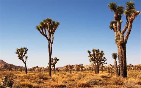 Joshua Tree National Park Full Hd Wallpaper And Background