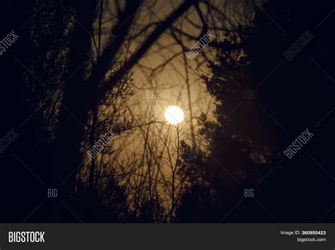 Moonlight Forest Image And Photo Free Trial Bigstock