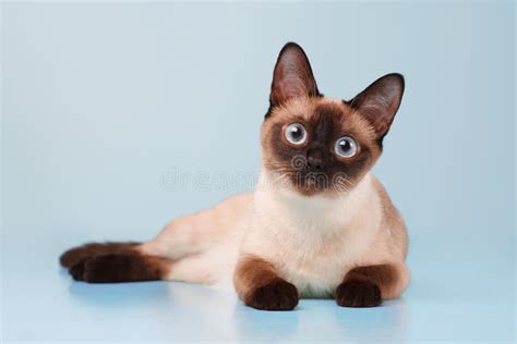 Siamese Cat Lying Down Stock Photo Image Of Blue Point 21152522
